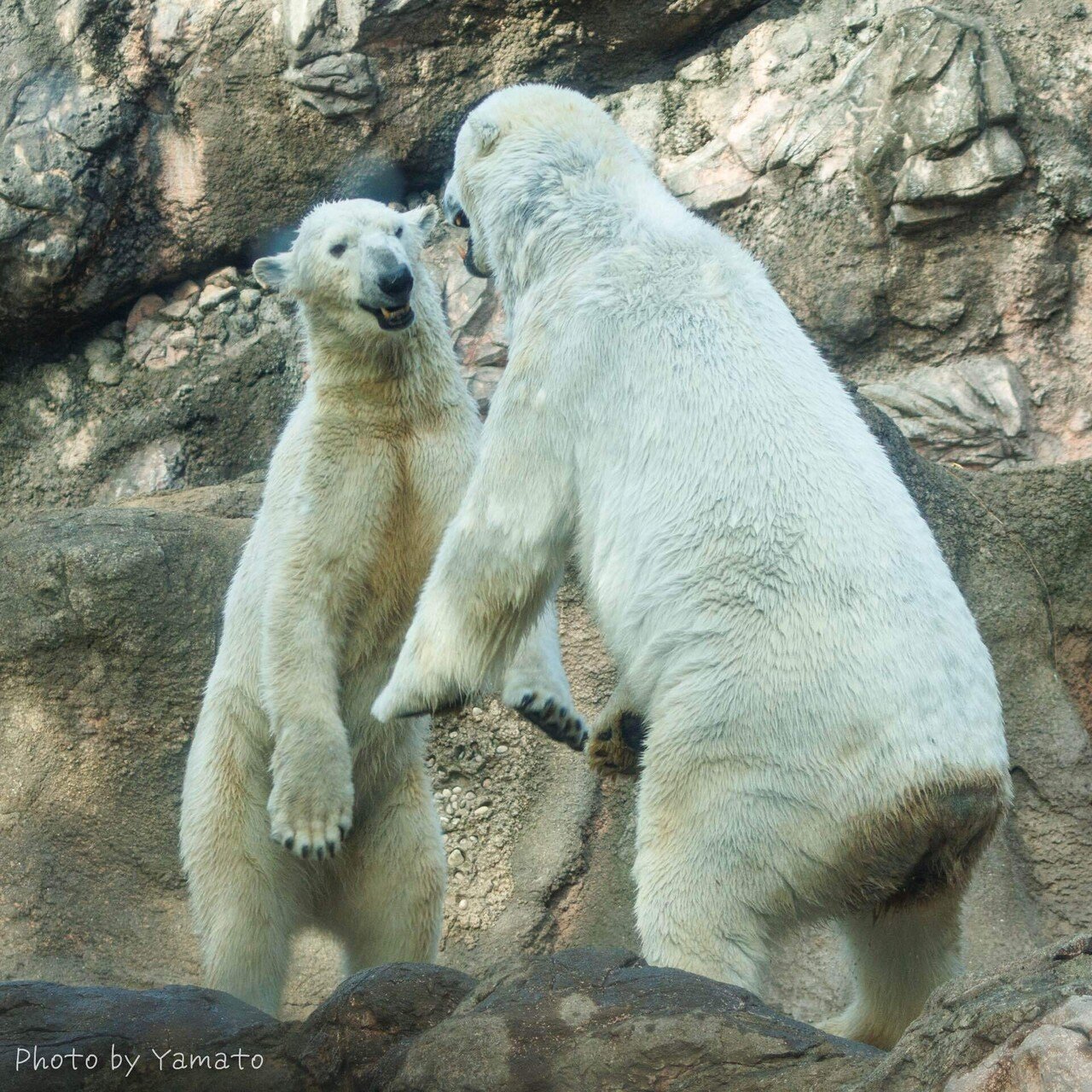 ホッキョクグマのラブラブ夫婦｜ヤマト@生き物が好き！
