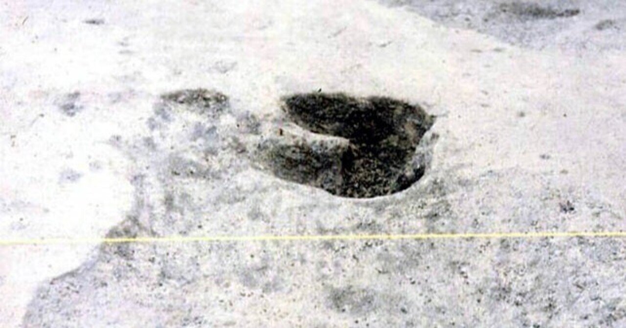 安曇野から発信する潤一博士の目】26～足跡も化石になる～｜絵本美術館