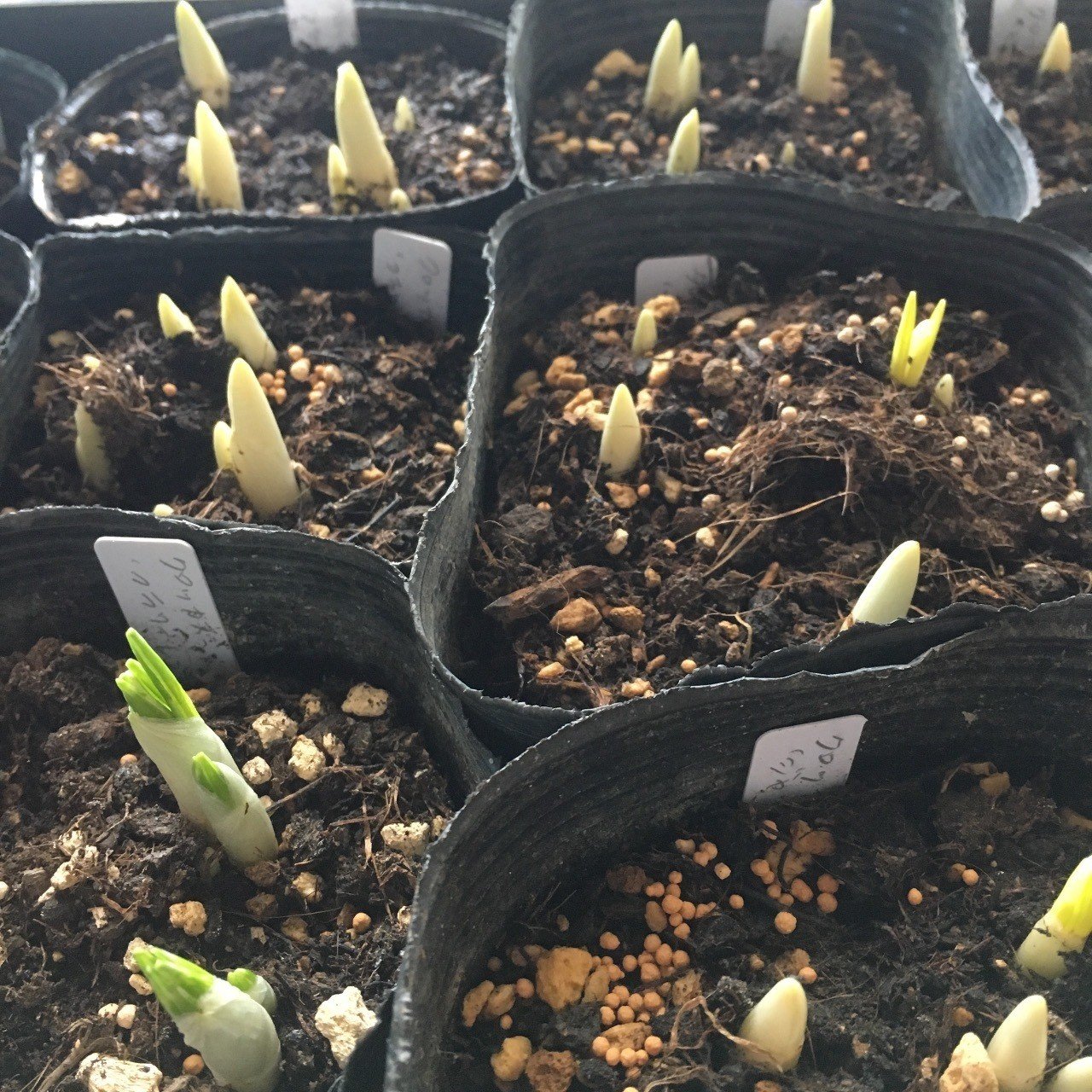 芽出し球根のつくり方 Hiroito Gardener Note