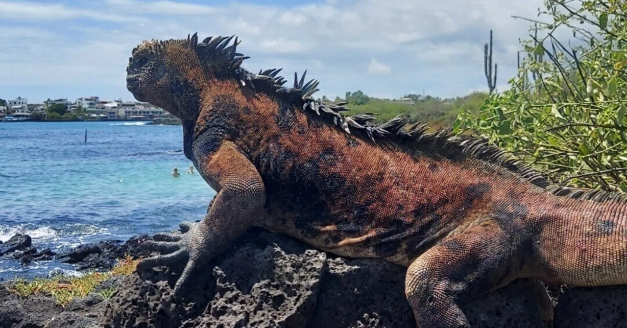 ガラパゴス諸島といえばトルトゥーガベイ ☆165日目 030223｜tomohiro 