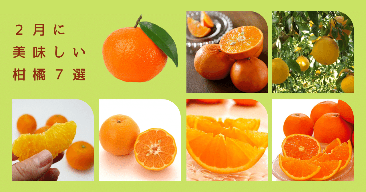 みかん推しにオススメ☆2月に絶品のみかん・オレンジ7選！｜ミサキ