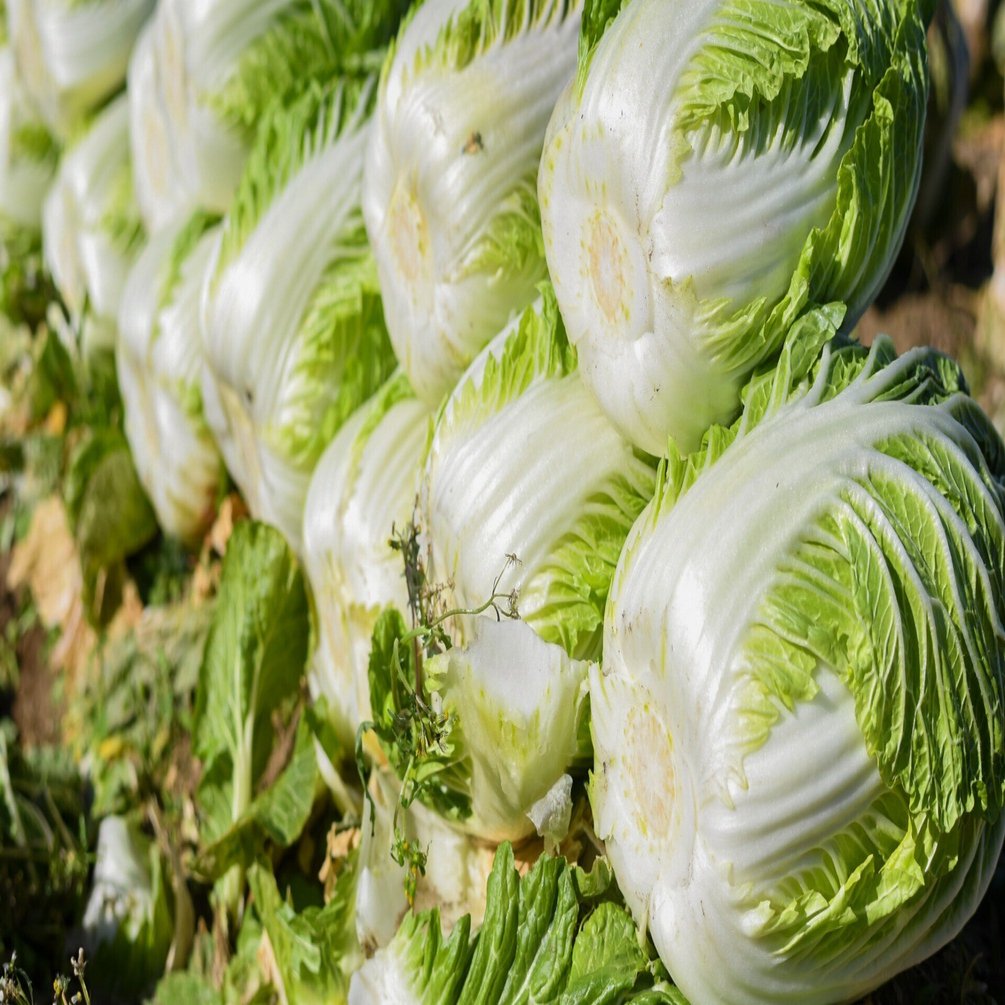 梨と同じ糖度の極上白菜を作る松島兄弟。in群馬県 邑楽町編｜河瀬璃菜
