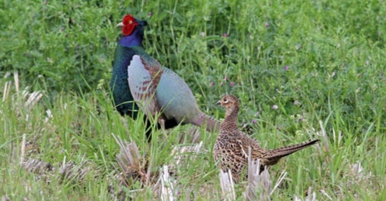 第19回 割と身近な国鳥キジ 1回目 翆野 大地 Note 第19回 割と身近な国鳥キジ 1回目 翆野 大地 Note