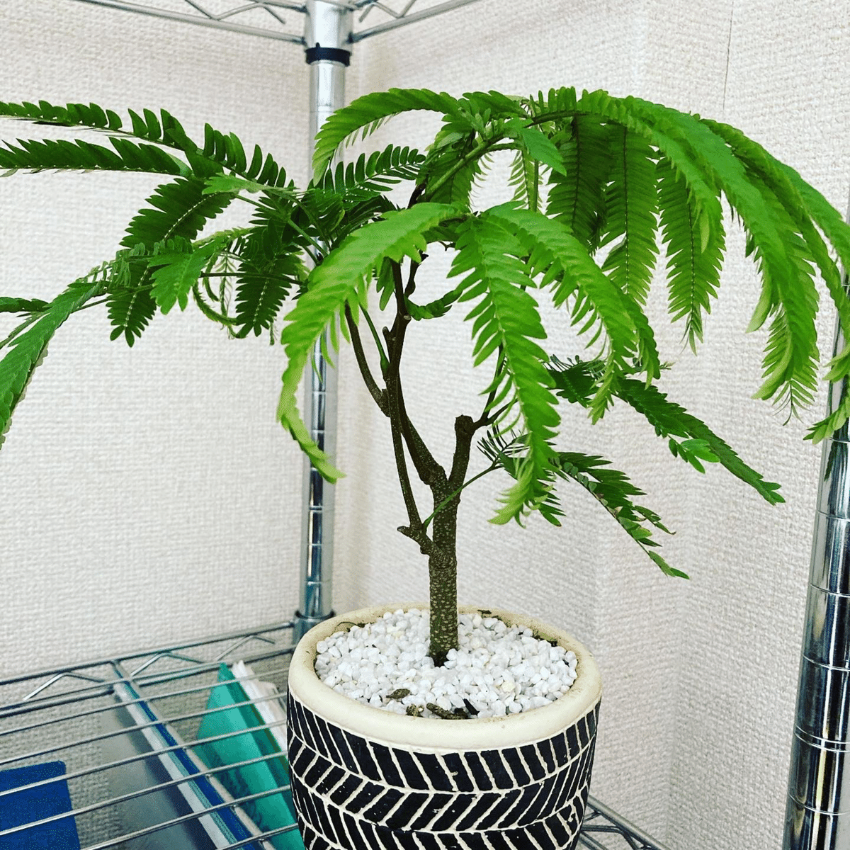 エバーフレッシュのススメ【擬人化&解説付き】｜はやぶさ