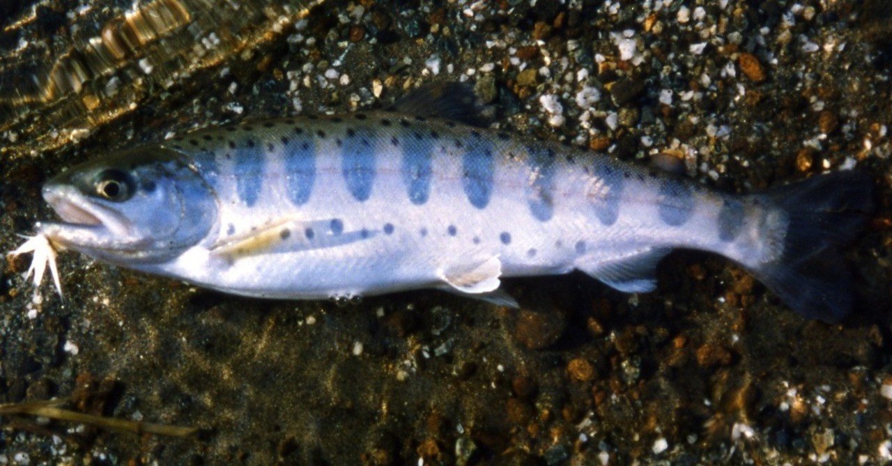 釣り鈎に関する一考察 佐久間 功 Note