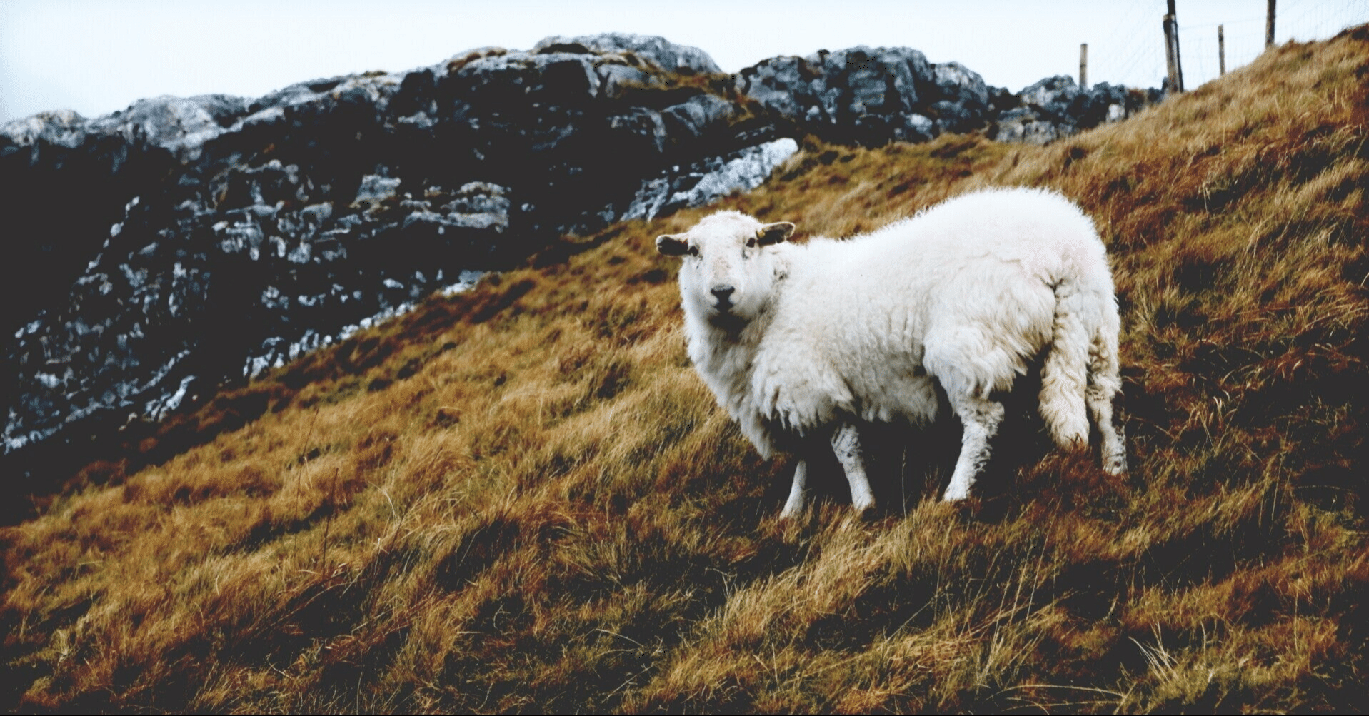 映画『LAMB/ラム』【考察】※ネタバレ有 / アダの正体とマリアの役割