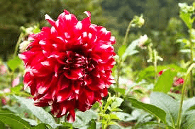 しかし私の友ではない 吉屋信子 花物語 ダーリヤ 眞野いるか リサコ Note しかし私の友ではない 吉屋信子 花物語 ダーリヤ 眞野いるか リサコ Note