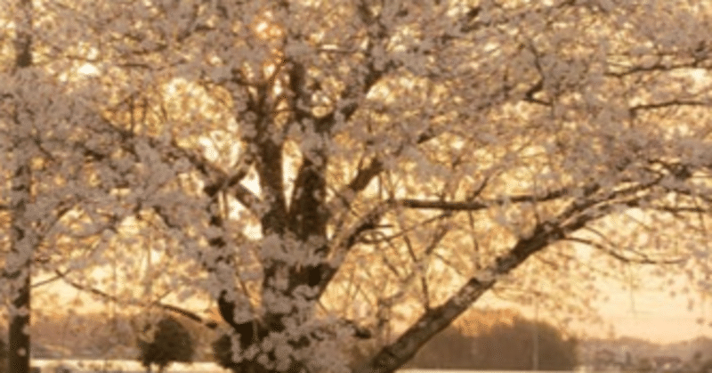 【ピリカ文庫】桜の木の下で