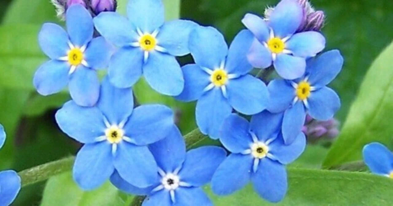 2 月 7 日 誕生 花