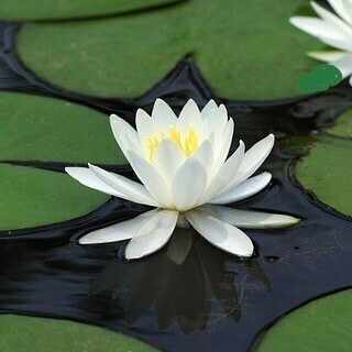 極東対スーパーナチュラル機動特殊部隊アジア・リージョン公式