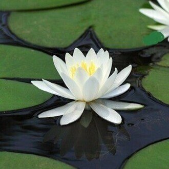 極東対スーパーナチュラル機動特殊部隊アジア・リージョン公式