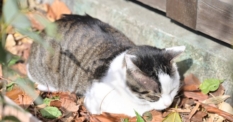 東京さんぽ／2023年2月 蔵前神社で猫日和