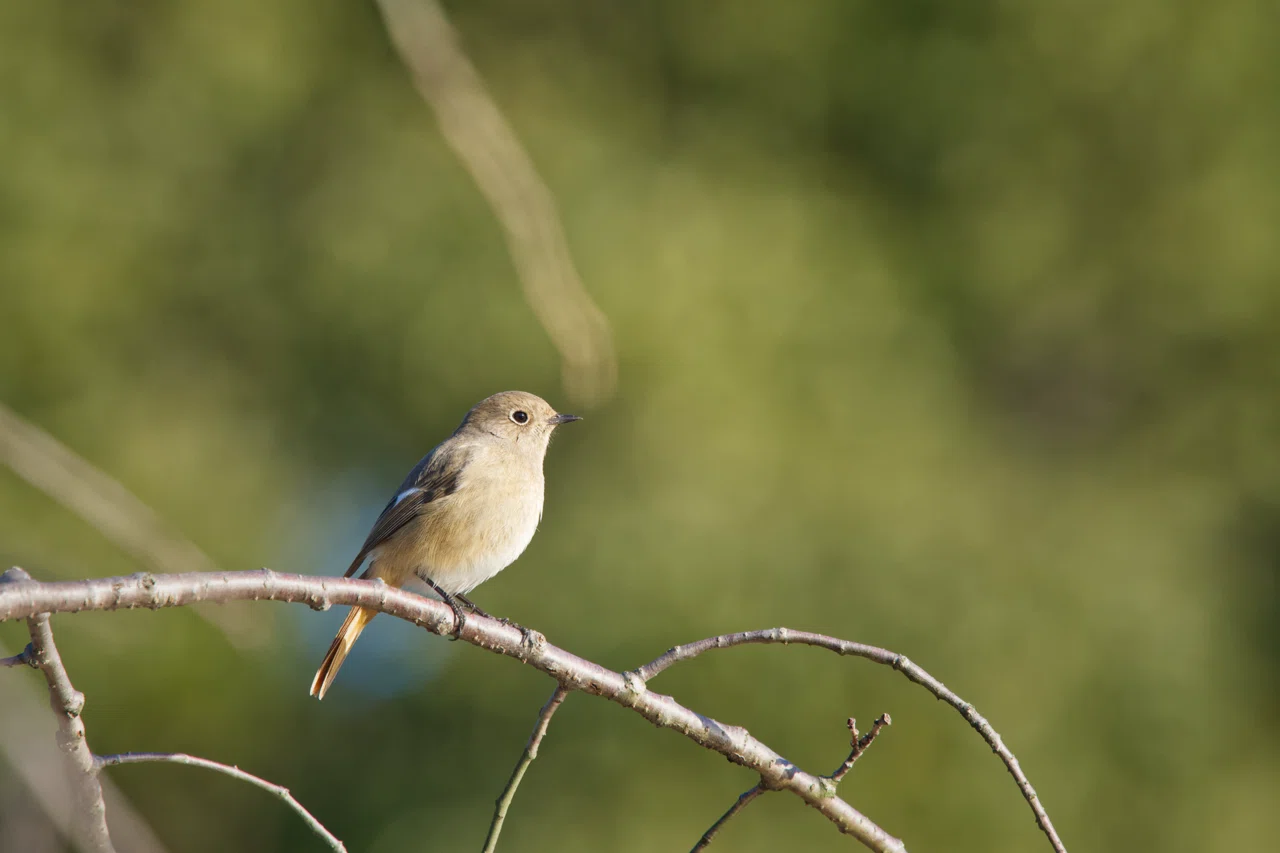 42 初めて野鳥撮影してみて大切だと思ったこと3選｜たざえもん