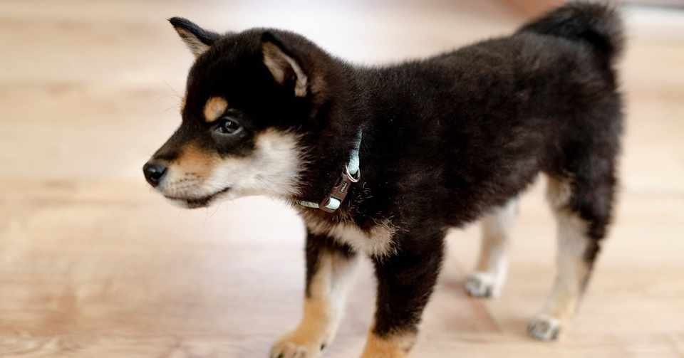 子育てと犬育て その近くて遠い関係性 S E I K O Note