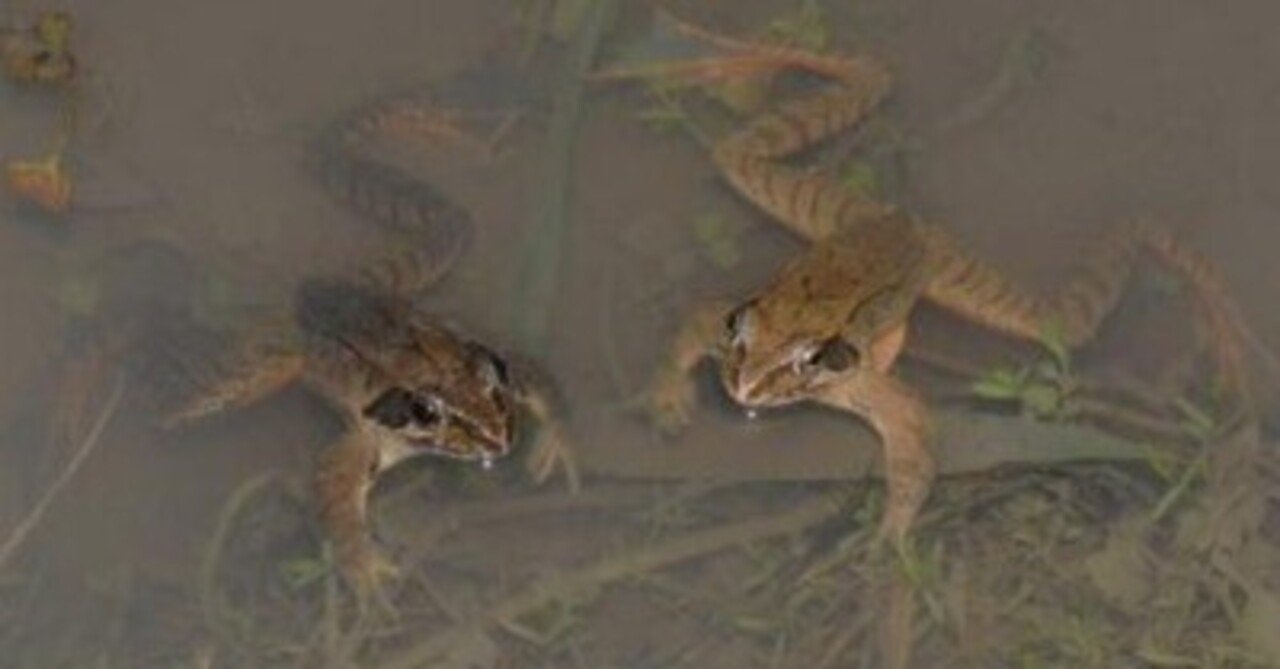 オンライン講座】「身近なカエル、最前線！」～埼玉県の博物館 藤田