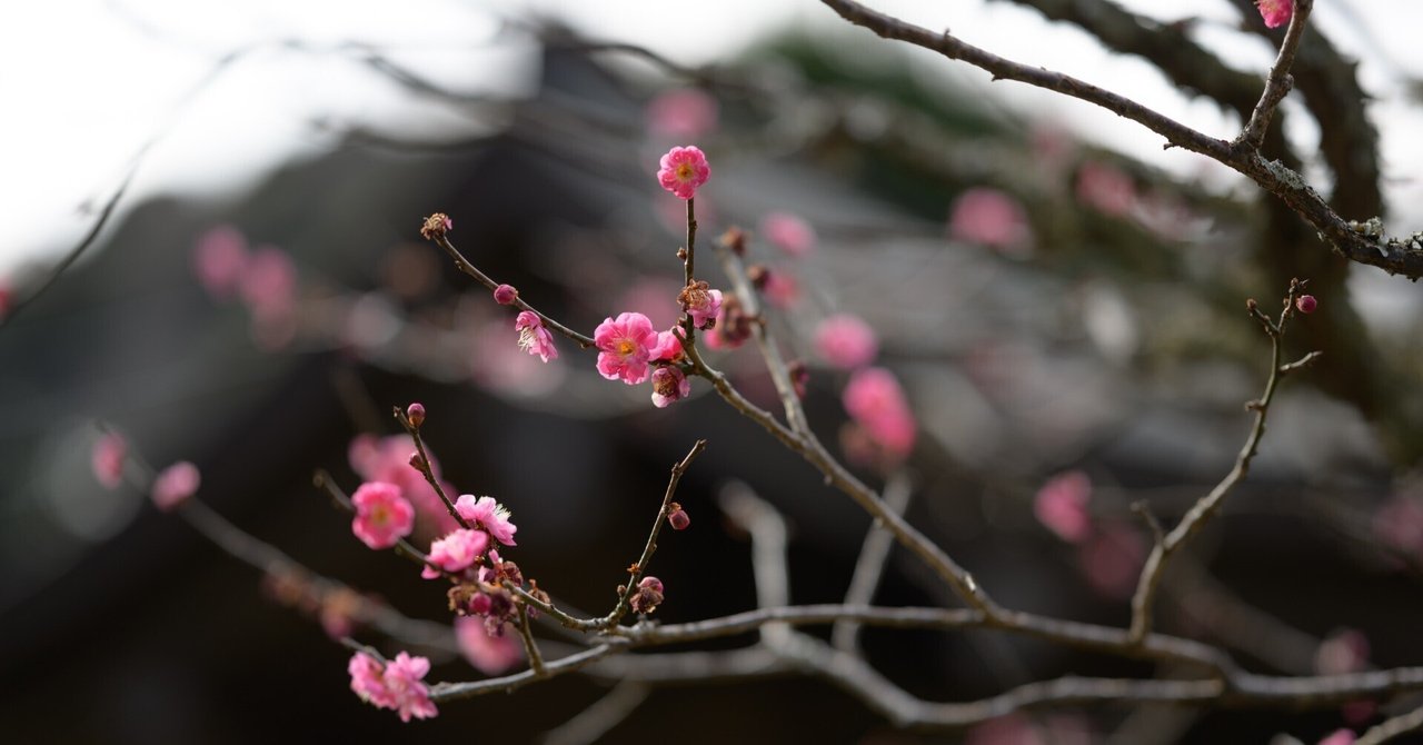 85mmを使いこなせているのか?:鎌倉と梅:NIKKOR Z 85mm f1.8 S 85mmを使いこなせているのか?:鎌倉と梅:NIKKOR Z 85mm f1.8 S