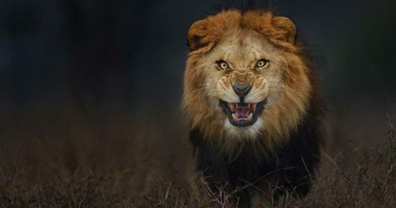 ラホールの写真家が攻撃から逃れる瞬間のライオンをとらえる