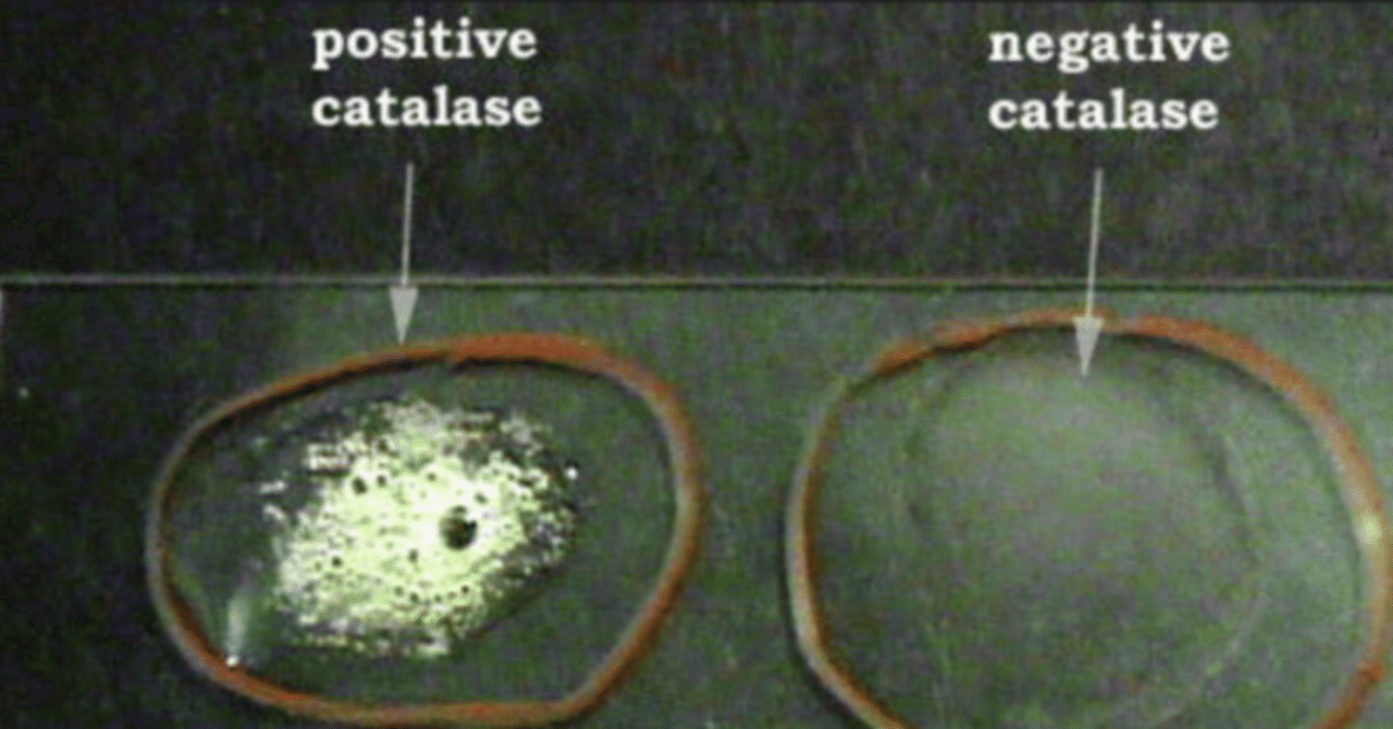 カタラーゼ試験は過酸化水素水の触媒反応 森永 康平 ミルキク Note カタラーゼ試験は過酸化水素水の触媒反応 森永 康平 ミルキク Note
