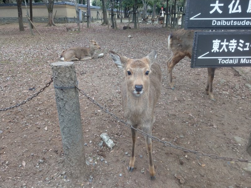 19年1月奈良旅行 鹿としかまろくん Siouxcitizen Note