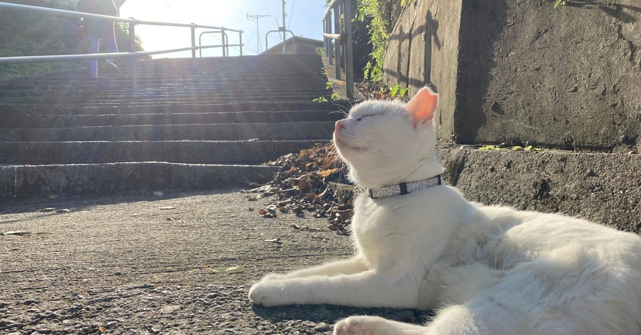 猫と島の風景写真を多めでお届けする奥武島③｜今日は何もしたく