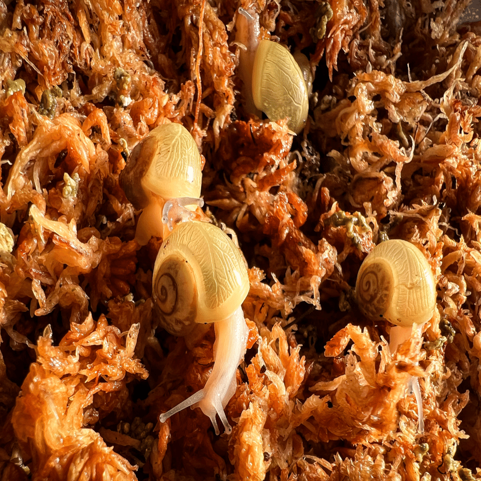 Ezohelix gainesi｜ENSiS/かたつむりまみれ