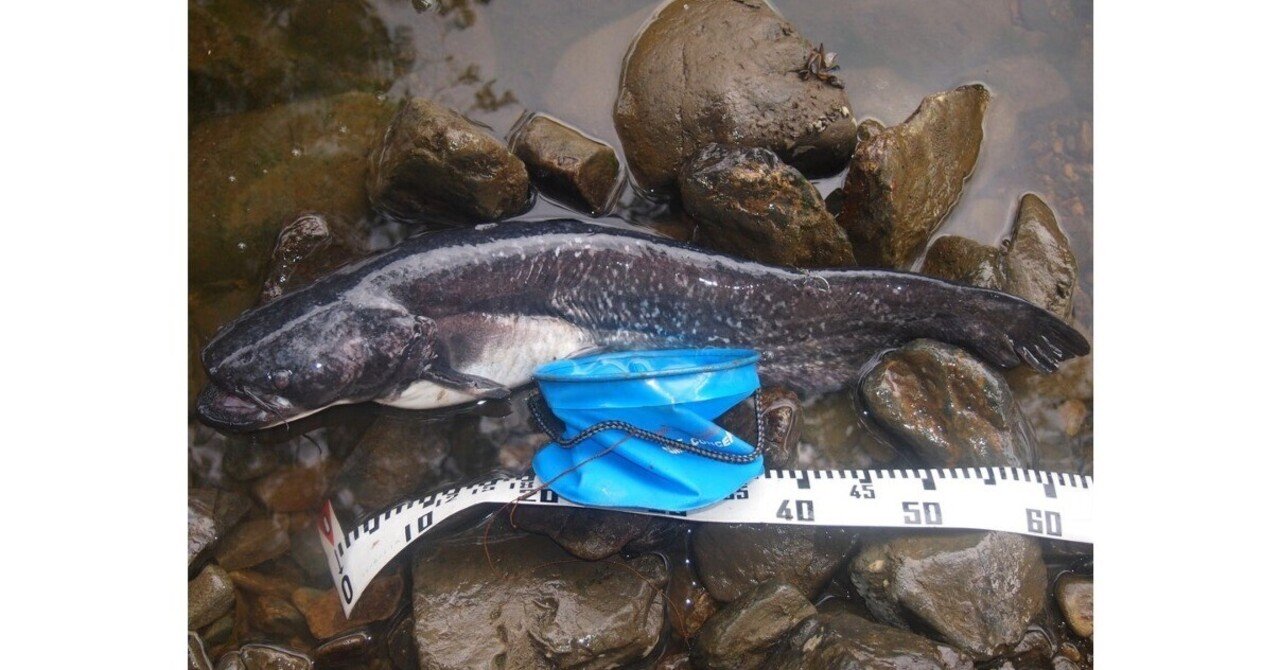 ナマズ様おまとめ２点 ナマズ様おまとめ2点 ナマズ様おまとめ2点