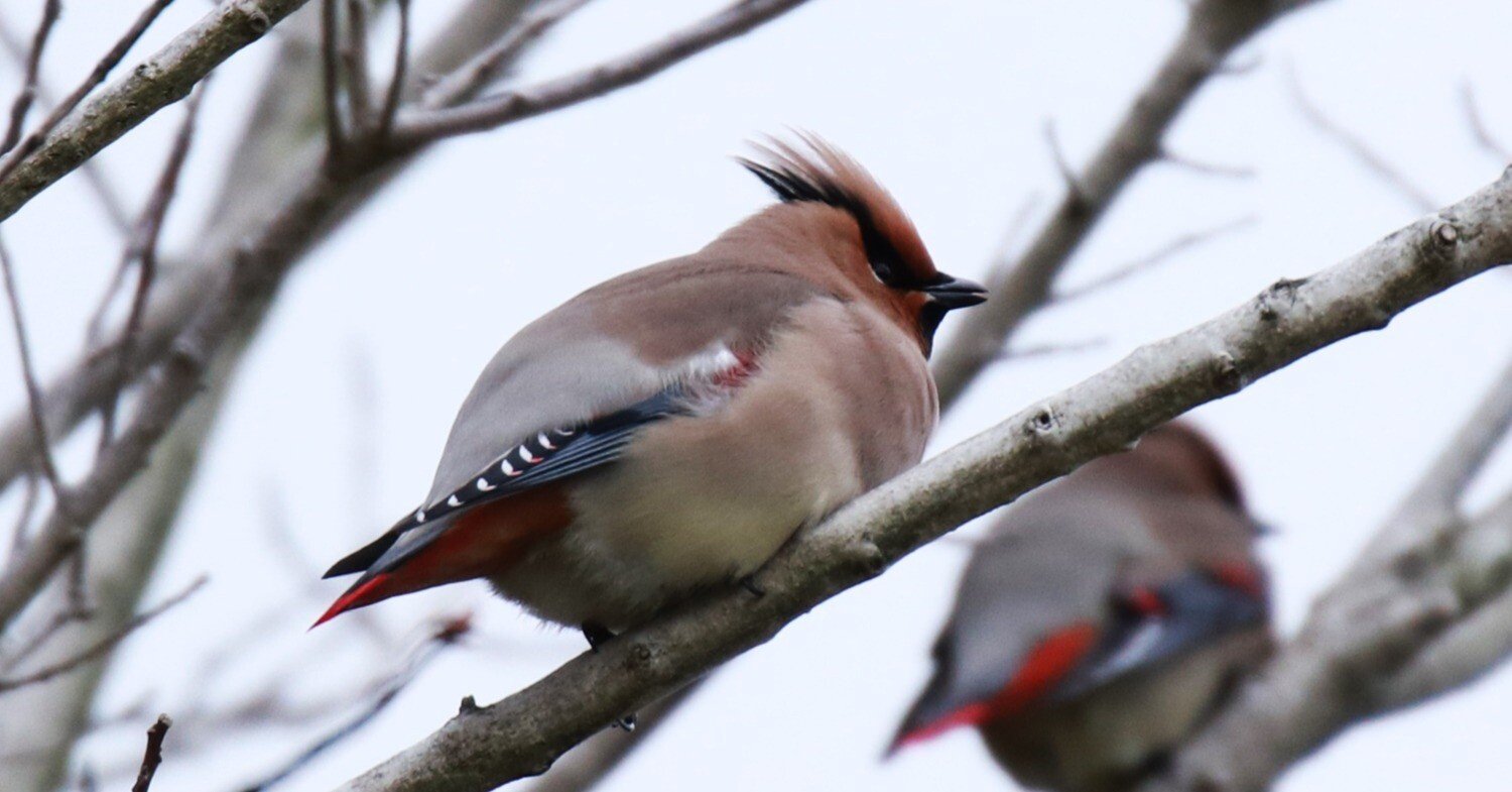 屋久島の鳥たち 2月｜YAKUSHIMA ZINE
