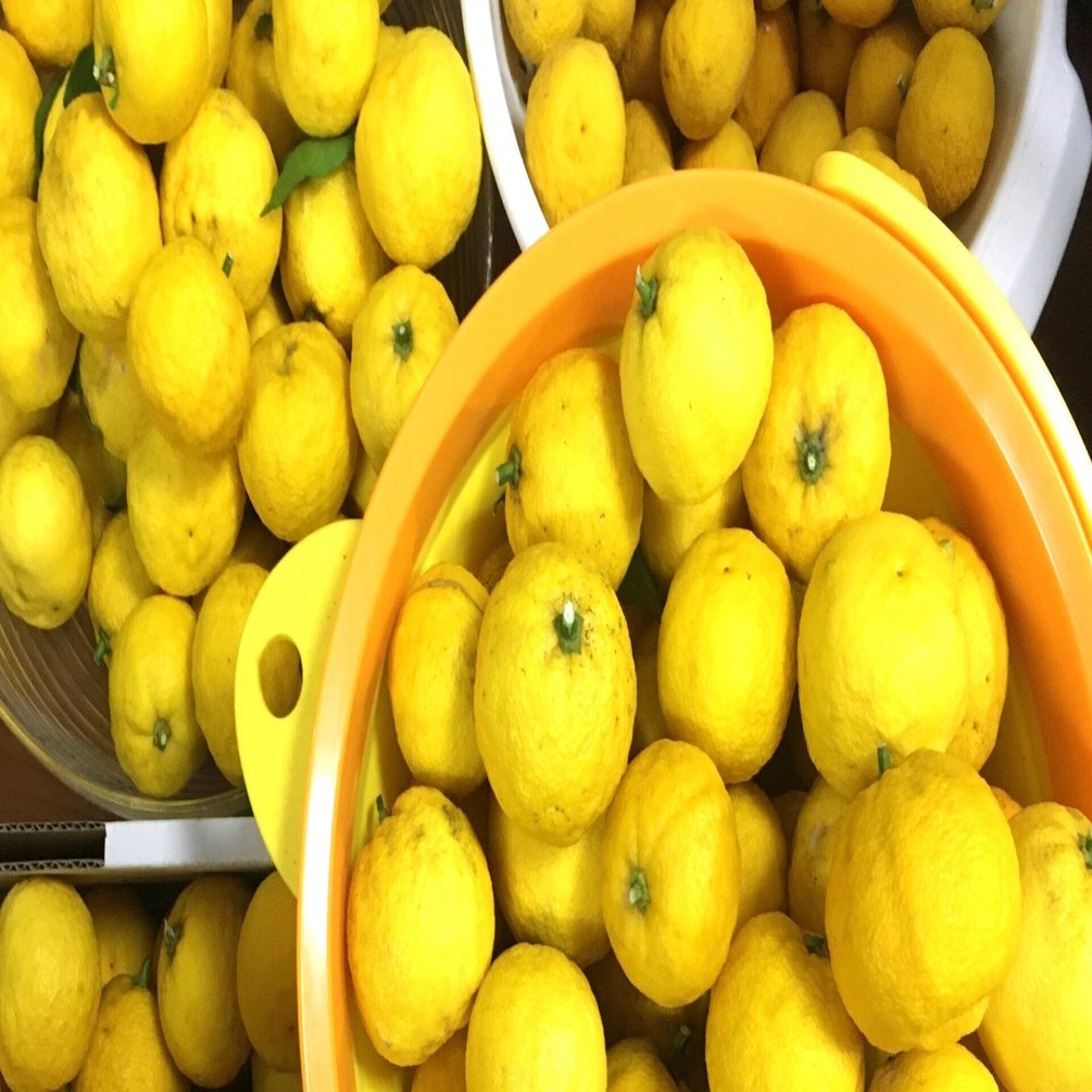 冬の柚子の手仕事｜Kanako Kuroda