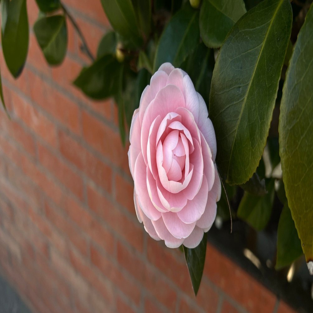 2023.01.20 山茶花 【乙女サザンカ】 ｜日本花卉文化株式会社