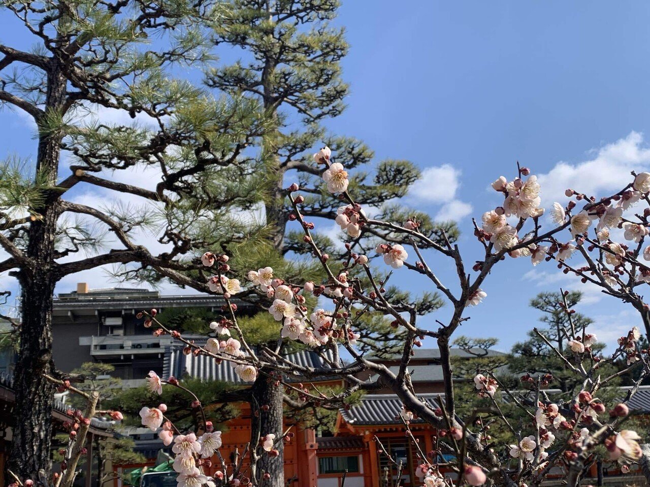 大人の遠足】京都 圧巻の三十三間堂さん&最近の京都観光事情も｜みことのは