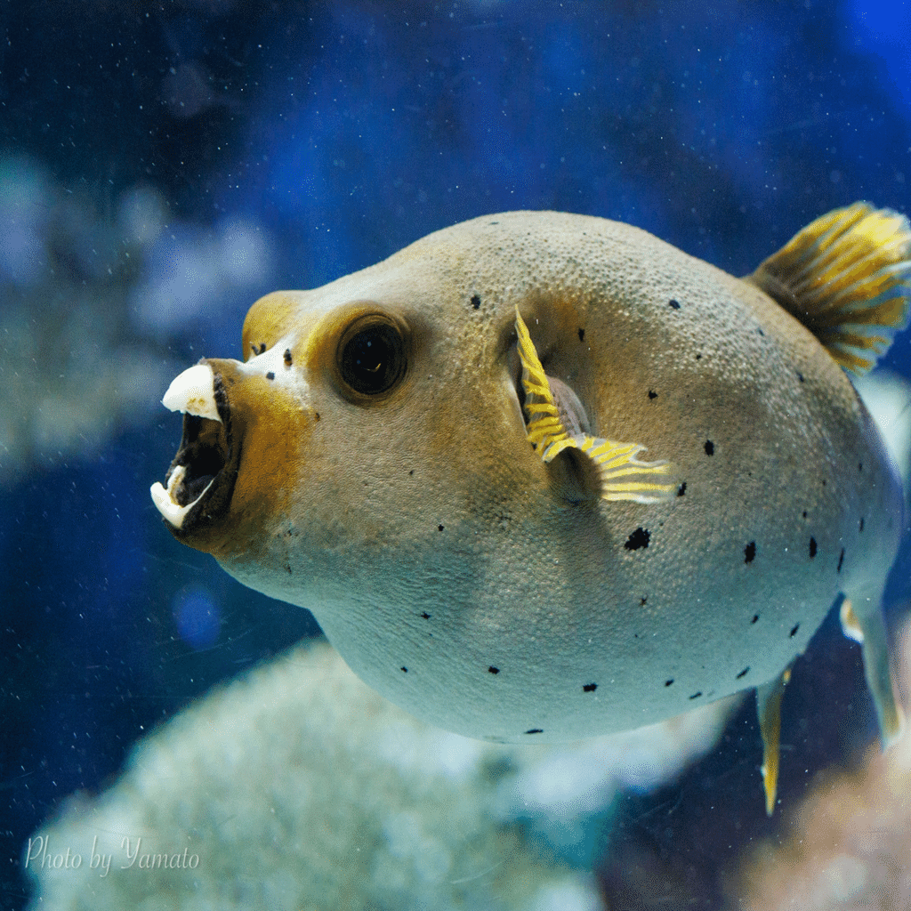 フグの日｜ヤマト@生き物が好き！
