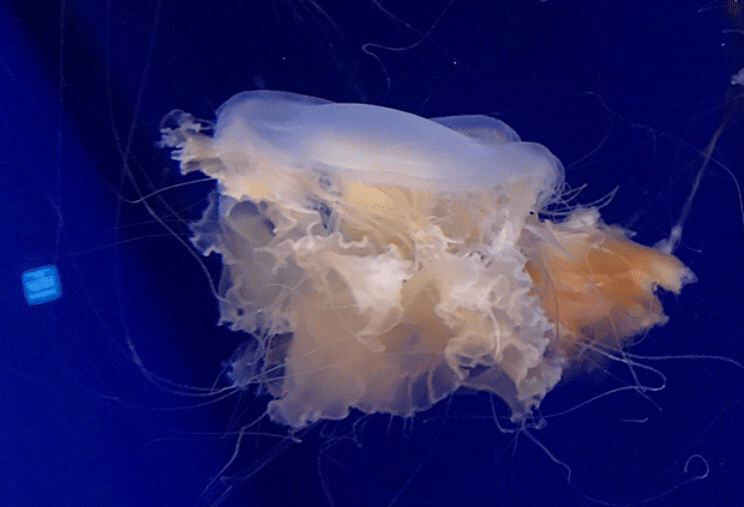 クラゲオタクの記録 みっぽ Note