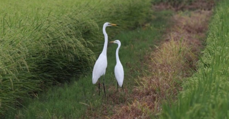 第22回 こんな名前の野鳥はいません シラサギ 翆野 大地 Note
