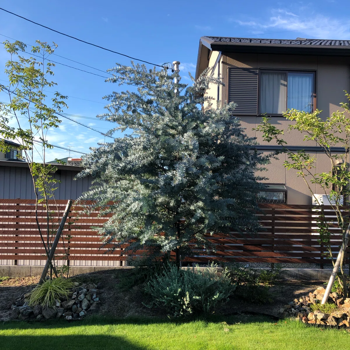 庭にミモザを植える前に見てほしい。ミモザ成長観察｜りすけ