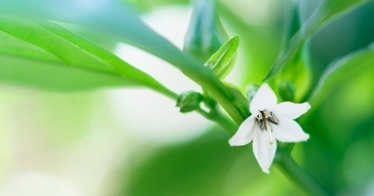 外国語で人格を分厚くする 三浦陽一 Note 外国語で人格を分厚くする 三浦陽一 Note