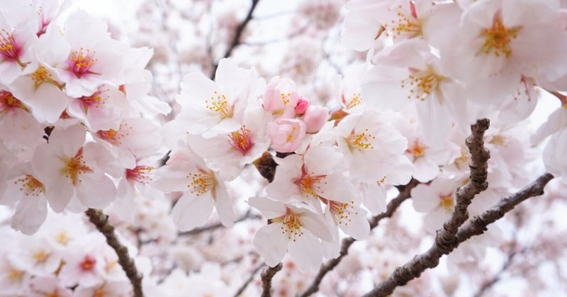 わたしの「春のお花見リスト(関西)」