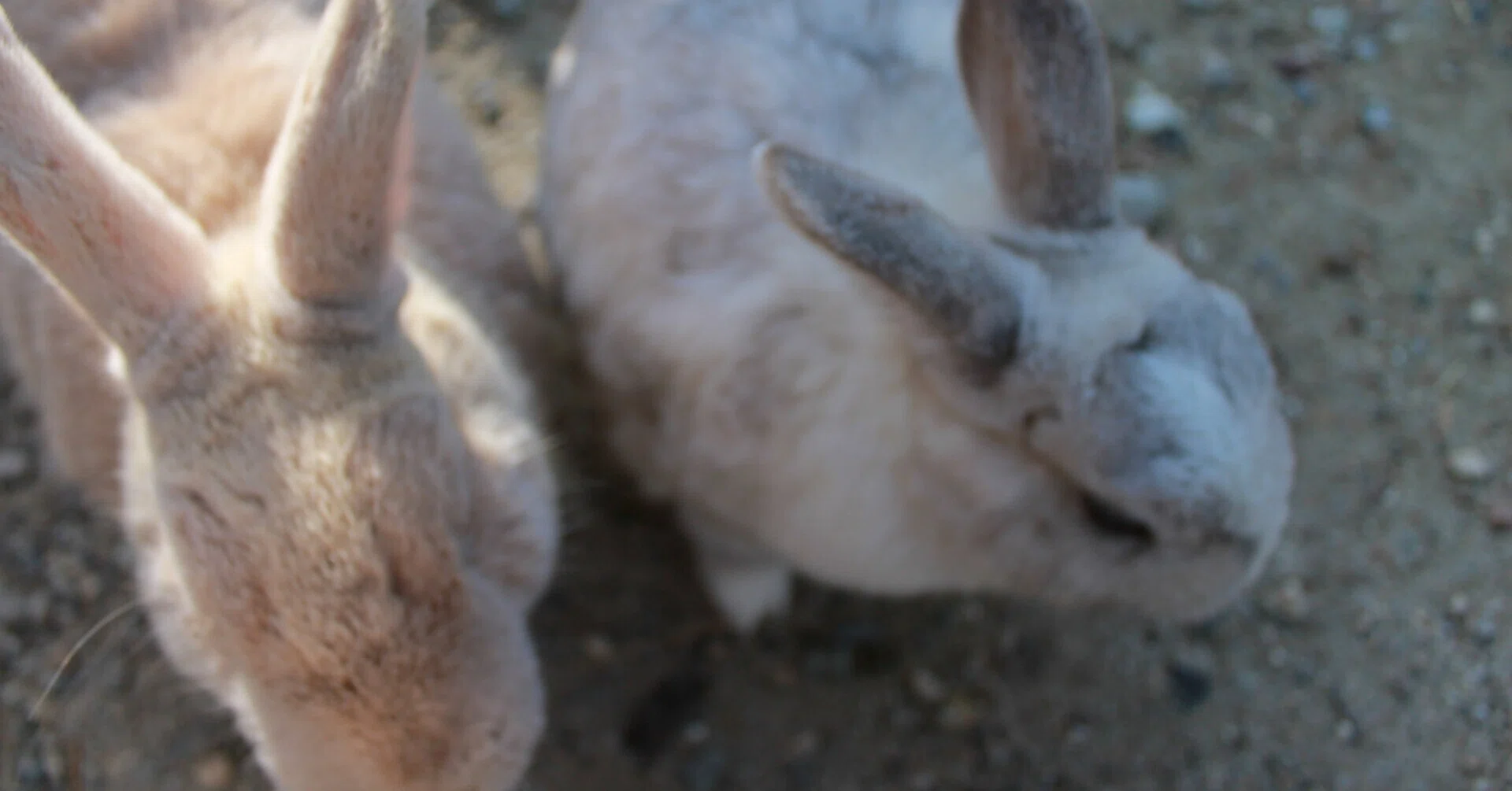 Recommendation for Spaying Female Rabbits! ②｜アラフォー獣医師