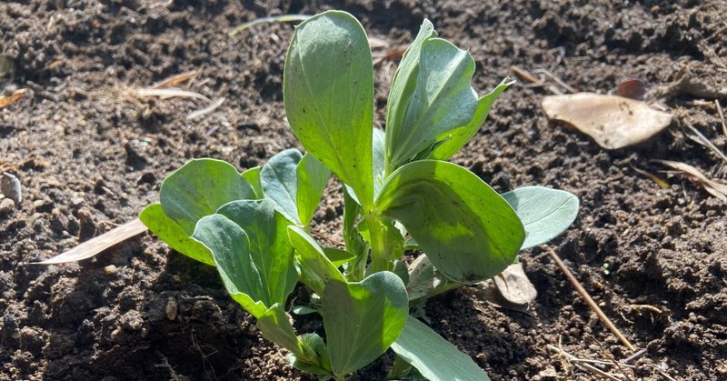 【家庭菜園】たまねぎとそら豆の経過報告とジャガイモ用の土づくり【2023/2/11】