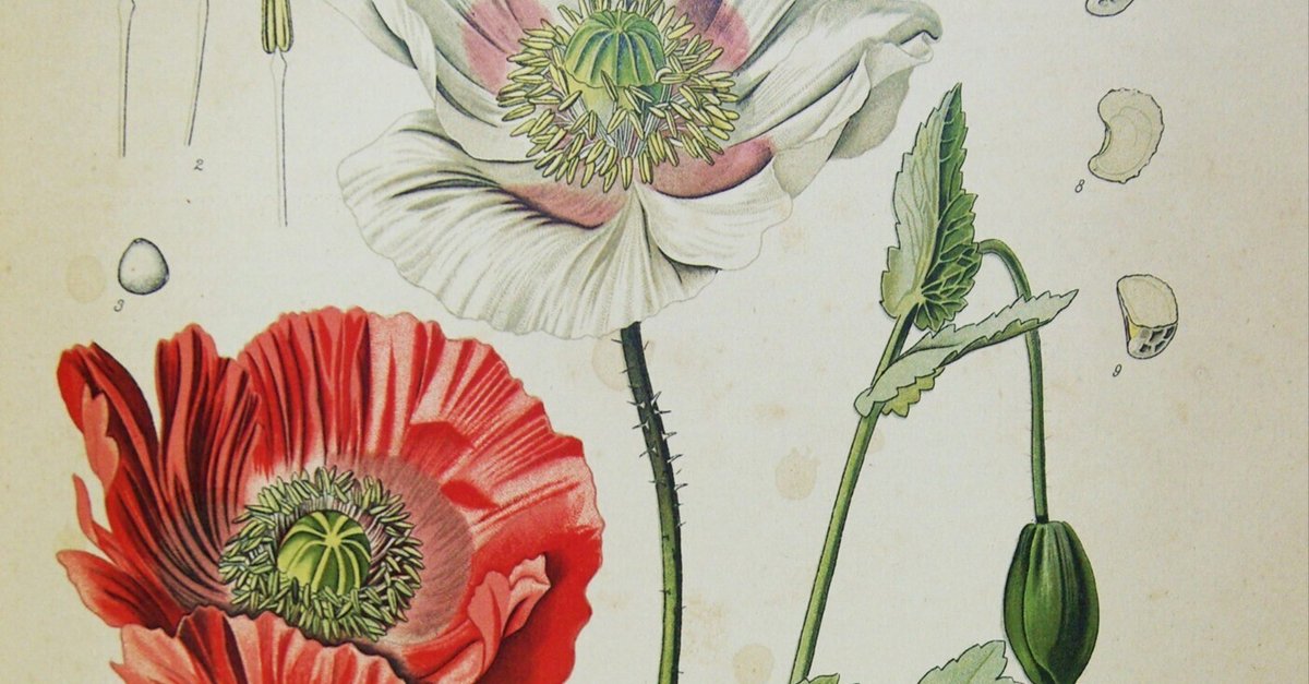 19世紀ドイツ: ケーラー薬用植物図鑑｜キータン🦋写真とAIで紡ぐ