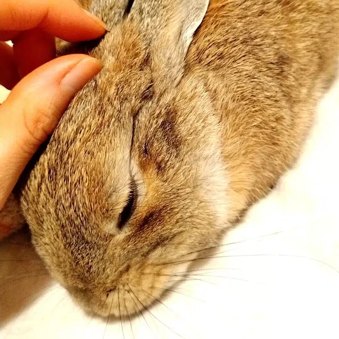 つき