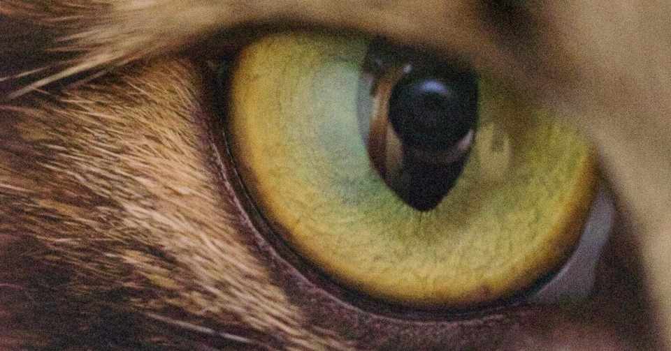 目やにが楽しみだった朝 まさお Note