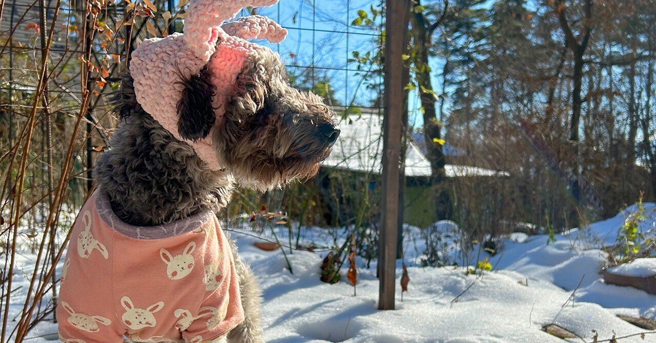 わんこたちと”手作り暮らし”〜 リバーシブル犬服の作り方1〜｜サナエ