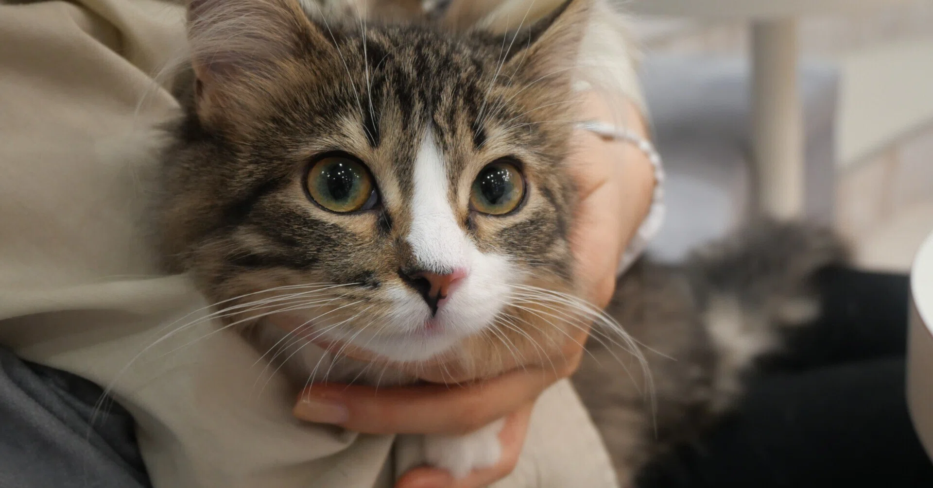 猫カフェ「MOCHA 町田ジョルナ店」でかわいい猫に癒され最高の時間を