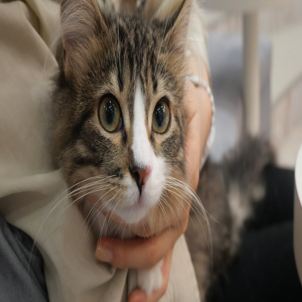 猫カフェ「MOCHA 町田ジョルナ店」でかわいい猫に癒され最高の時間を