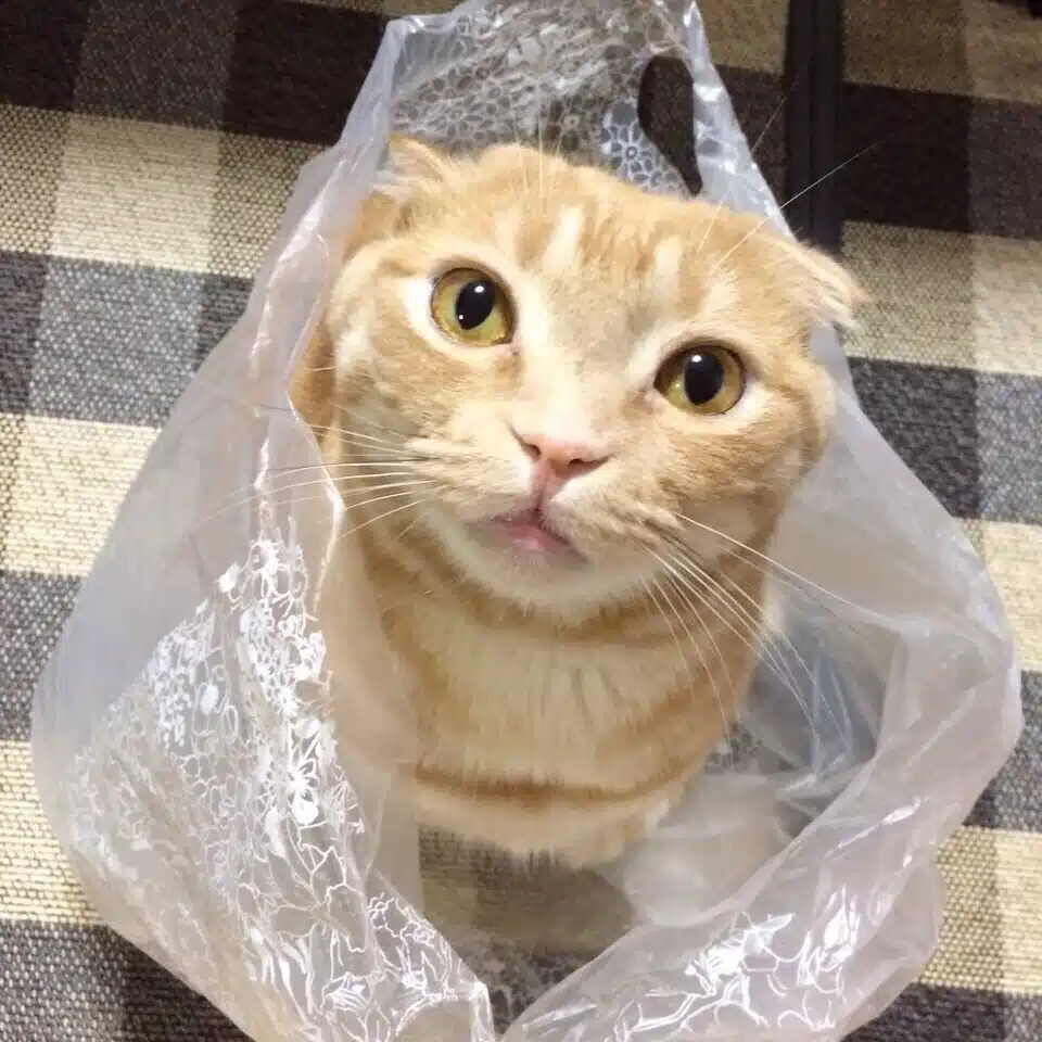 ゆり（りりまる）