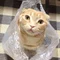 ゆり（りりまる）