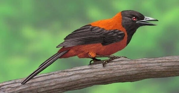 値下げ！ニュージーランド人気アーティストの鳥Tuiのキャンバス写真 私の大好きな鳥、トゥーイ／ My Favorite Bird, Tui : アメリカ