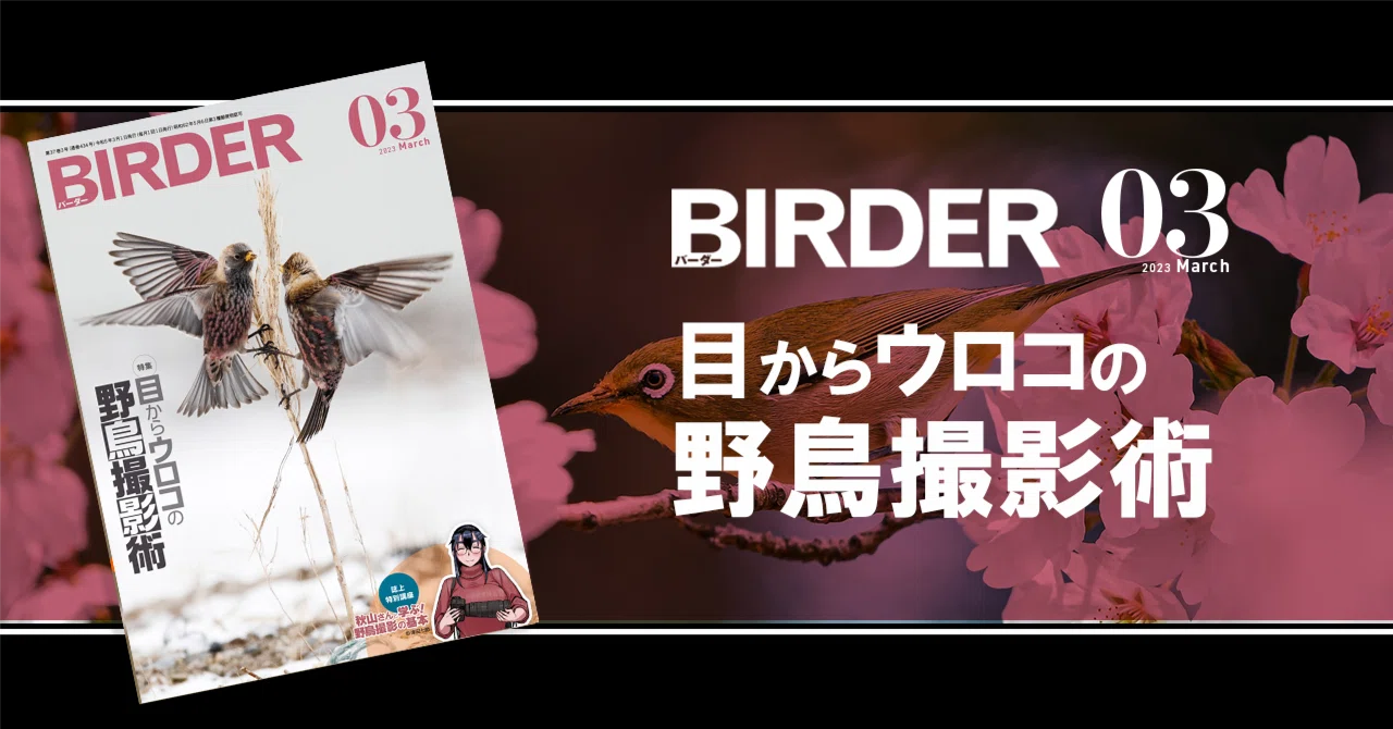 BIRDER3月号の見どころ｜ブンイチ（文一総合出版）