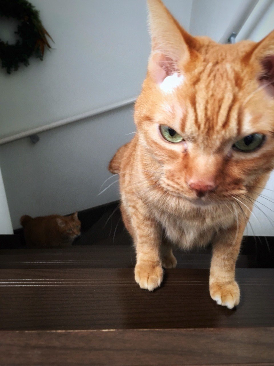 パパにきびしい茶トラ兄弟 Mizunote Note