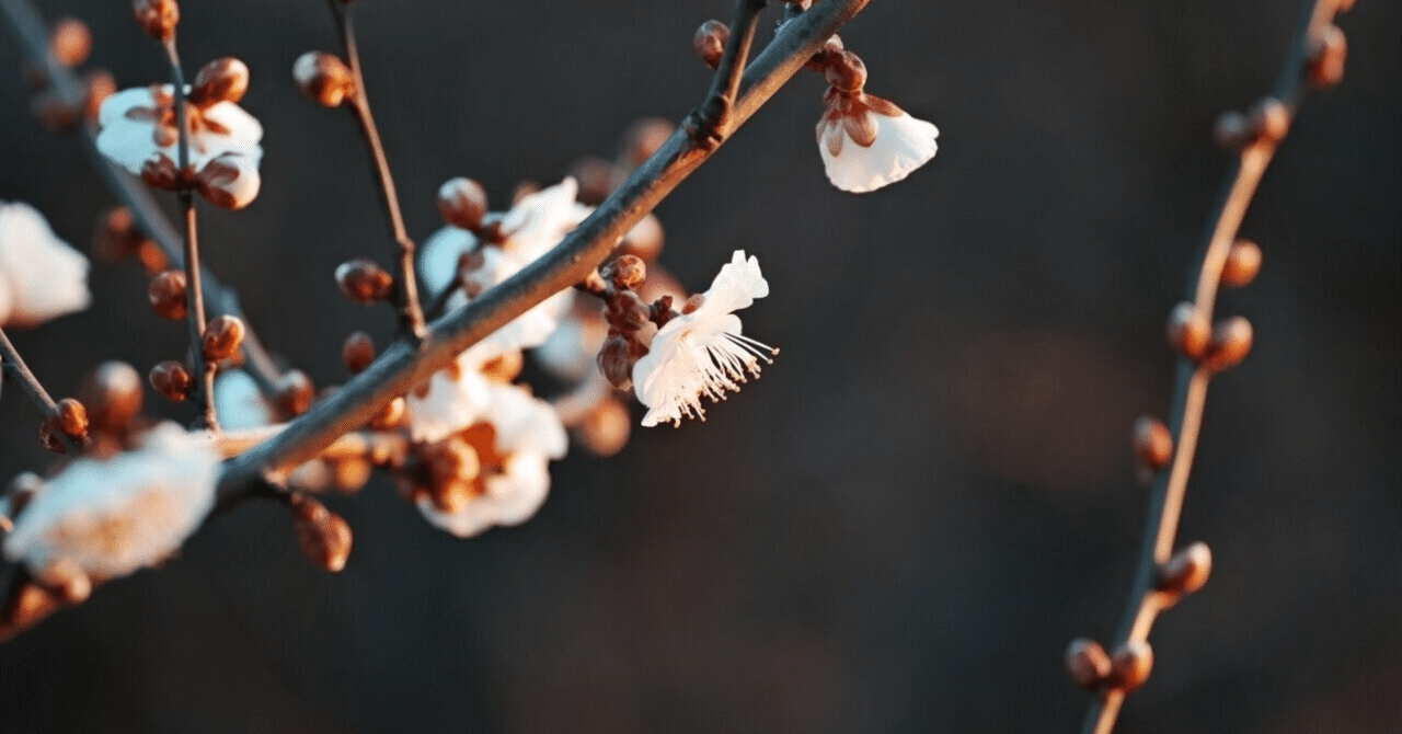 白い花の梅